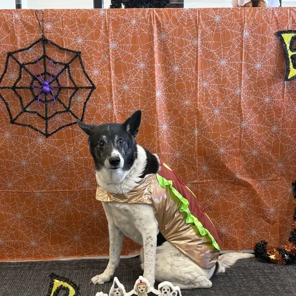 Boarding guest at K9 Rox Club Las Vegas